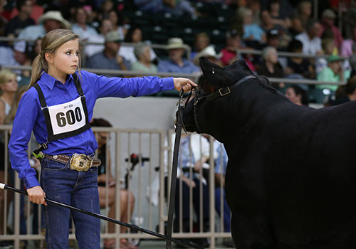Bred and Owned Bulls