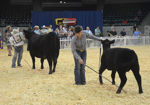 Bred and Owned Cow-Calf Pairs