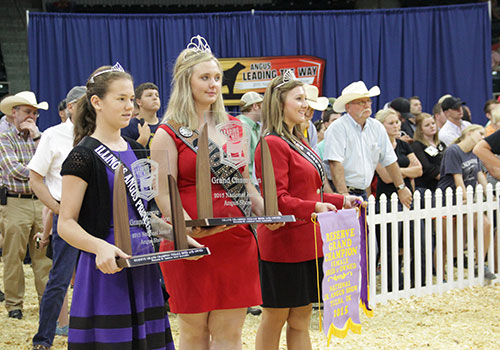Bred and Owned Heifers