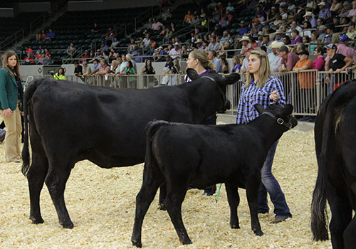 Owned Cow-Calf Pairs