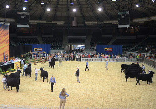Owned Heifers
