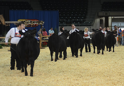 Showmanship
