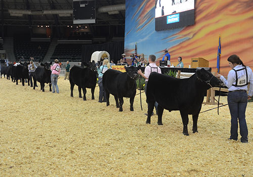 Steers