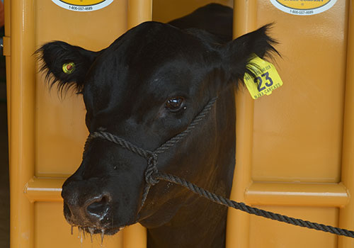 Carcass Steers