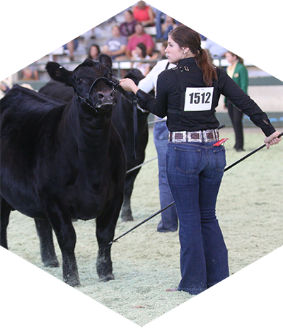 Owned Heifers