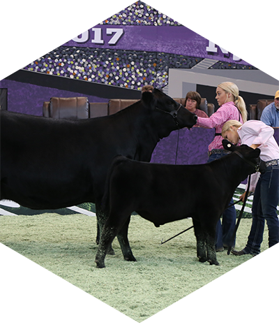 Bred and Owned Cow Calf Pairs