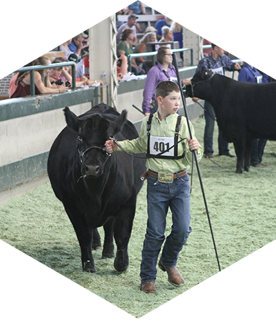 Bred and Owned Heifers