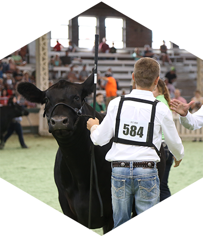 Owned Cow Calf Pairs