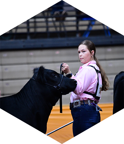 Bred and Owned Heifers